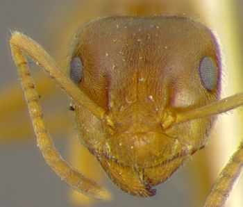 Media type: image;   Entomology 22648 Aspect: head frontal view